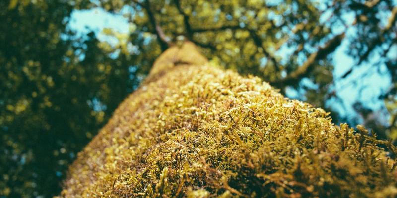 婚庆预算巧分配:揭秘紫色主题婚礼最值得投资的三大环节